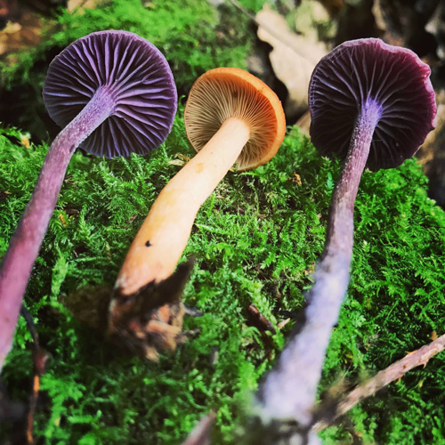 Fungus