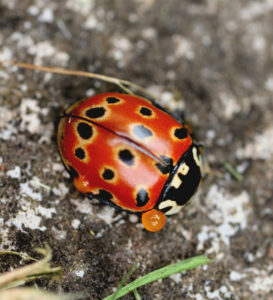 Eyed ladybird Anatis ocellata reflex- bleeding.  Mike Majerus