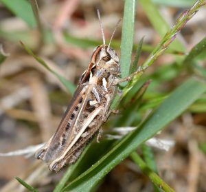 Mottled grasshopper.  Ted Benton
