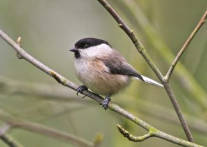 Willow tit.  D Farrar