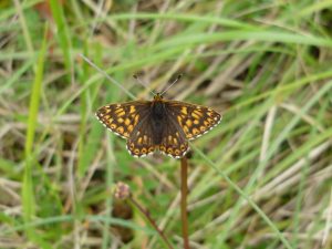 Duke of Burgundy