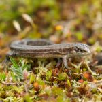Common lizard Zootoca vivipara (controlled conditions), adult female, basking on heathland vegetation, Arne, Dorset, UK in May.