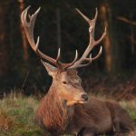 Deer - Richmond Park