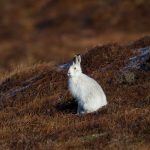 Mountain (or Blue) Hare Lepus timidus Shetland Islands, Scotland, UK