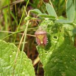 Hairy shield bug by S. Rutherford FBNA