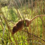 Harvest Mouse by S. Rutherford FBNA