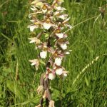 Marsh Helleborine by S. Rutherford FBNA
