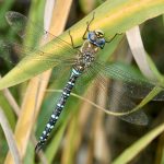 Migrant Hawker by Di Farrar