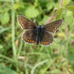 Northern Brown Argus by S. Rutherford FBNA
