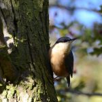 Nuthatch by kevin Hinchcliffe MBNA
