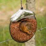 Red Squirrel by Kevin Hinchcliffe MBNA