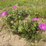 bloody cranes-bill geranium sanguinium by S. Rutherford FBNA