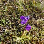 common butterwort by K. Hinchcliffe