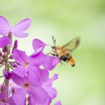 narrow bordered bee hawkmoth by K. Hinchcliffe MBNA