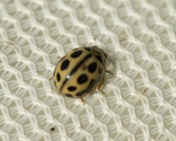 16-spot ladybird (<I>Tytthaspis seddecimpunctata</I>)