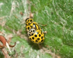 22-spot ladybird (<I>Psyllobora 22-punctata</I>)