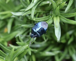 Blue shieldbug (<I> Zicrona caerulus</I>)