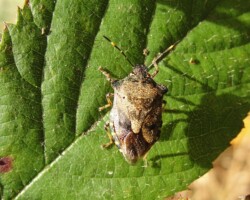 Bronze shieldbug (<I>Troilus luridus</I>)
