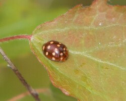 Cream-spot ladybird (<I>Calvia 14-guttata</I>)