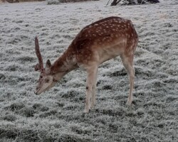 Fallow deer (<I>Dama dama</I>) Buck