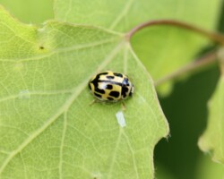 14-spot ladybird (<I>Propylea quatordecimpunctata</I>)