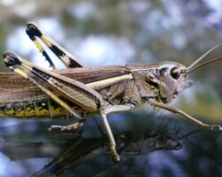 Large marsh grasshopper (<i>Stethophyma grossum </i>)