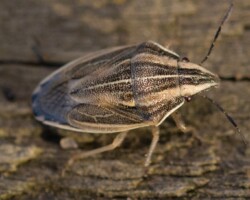 Bishops mitre shieldbug (<I> Aelia acuminate</I>)