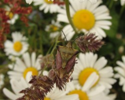 Black-shouldered shieldbug
(<I> Carpocorus purpureapennis</I>)