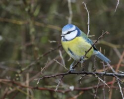 Blue tit (<I>Cyanistes caerulus</I>)