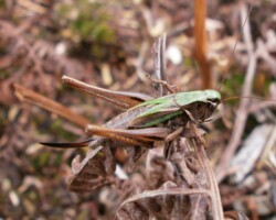 Bog bush cricket (<i>Metrioptera brachyptera</i>) Female