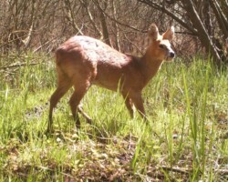 Chinese water deer (<i>Hydropotes inermis</i>) Buck