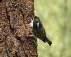 Coal tit (<I>Periparus ater</I>)