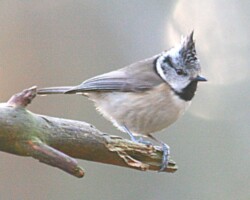 Crested tit (<I>Lophophanes cristatus </I>)