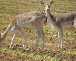 Fallow deer (<i>Dama dama</i>) Does