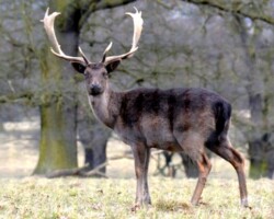 Fallow deer (<i>Dama dama</i>) Buck