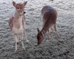 Fallow deer (<I>Dama dama</I>) Does
