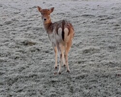 Fallow deer (<i>Dama dama</i>) Doe, showing tail