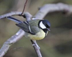 Great tit (<I>Parus major</I>)