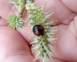 Harlequin ladybird (<i>Harmonia axyridis</i>)