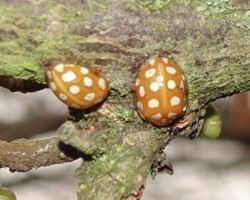 Orange ladybird (<i>Halzia sedecimpunctata </i>)