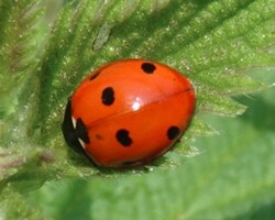 7 spot ladybird (<i>Coccinella 7-punctata</i>)