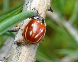 Striped ladybird (<i>Myzia oblongoguttata </i>)