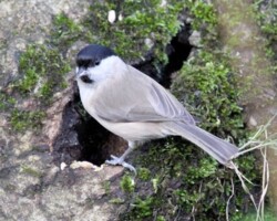 Marsh tit (<i>Poecile palustris</i>)