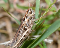 Mottled grasshopper · (<i>Myrmeleotettix maculatus </i>)