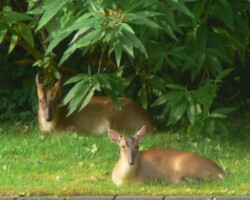 Reeves’ muntjac deer (<i>Muntiacus reevesi</i>) Buck and doe