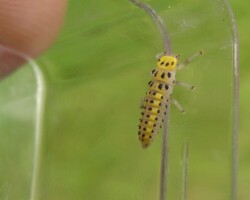Orange ladybird (<l>Halyzia sedecimguttata</i>)