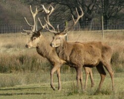 Red deer (<i>Cervus elaphus</i>) Stags
