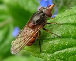 <i>Rhingia campestris </i>