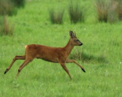 Roe deer (<i>Capreolus capreolus</i>) Buck