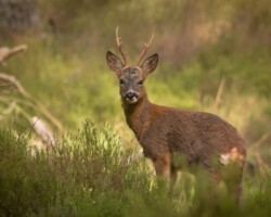 Roe deer (<I>Capreolus capreolus</I>) Buck
